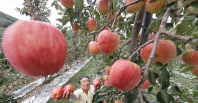 사과 수급 안정 총력전…정부, 생산량 10% 확대 추진