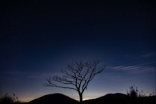 [로타임스 포토] 나무와 별