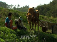 워낭소리의 묵직한 감동, 외국 관객에게도 전해진다