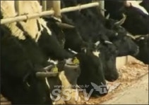 경기도 포천, 8년만에 구제역 젖소 발생