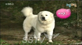 상근이, 고령으로 ‘1박2일’ 출연 자제… “사람 나이로 치면 50살”