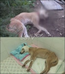 황구학대사건, 준호-황혜영-김창렬… 분노의 ‘한 목소리’