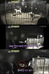 동물농장 투견 실태 공개, ‘불법 도박+패하면 보신탕집’…시청자 ‘경악’