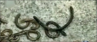 방사능 지렁이 등장 충격, 카와우치 마을 주민들 벌벌