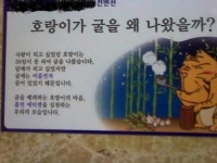 호랑이 인간이 못된 이유? 비흡연자 곰 배려...그놈의 담배 때문에