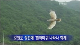 정선 흰까마귀 등장, 천년에 한 번 볼 수 있다는 길조 ‘어떤 좋은 일이?’