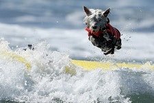 말복, 오늘의 운세, 소띠 혼인수 있다