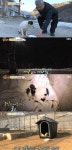 동물농장 흰 차만 뒤 뒤쫓는 삼거리 강아지, 주인 향한 기다림