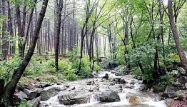 [주말여행] 봄철 3월 가볼만한 곳 추천여행지 국립자연휴양림...등산... 다되네~유명산·용인·천관산·청태산·대야산·대관령·지리산·방태산... 