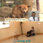 동물농장 복길이는 왜 1년 동안 주인에게 마음을 열지 않았을까?