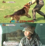 동물농장 9년 군견 올가 전역, 이상목 상병 나보다 먼저 나가네 애틋한 편지