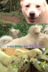 동물농장 풍산개 사고뭉치 5남매, 어미 달이 친 엄마 아니다?