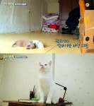 삼시세끼 어촌편2 만재도 하얀 호랑이 누구? 벌이·산체 폭풍성장