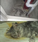 TV동물농장 예고 19층 아파트 복도 끝 밀실, 처참한 몰골로 발견된 고양이의 진실은?