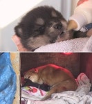 동물농장 744회, 초호화 견공의 비밀·휴대폰 대리점 천장에 사는 고양이·늑대 이슬이 기 살려주기 프로젝트 등
