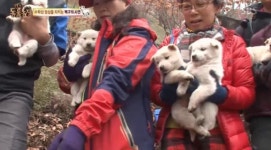 동물농장 백구 곰순이네 하산, 건강검진 결과는? 참 존경스러운 애미
