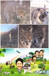 [동물농장 749회] 거리의 카사노바 몽이·전설의 귀환 스라소니·아파트를 맴도는 백구
