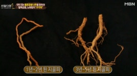 구기자의 효능, 진시황이 사랑한 구기자? 약이 되는 불로장생 나무
