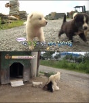 진돗개 장군이 집에 나타난 의문의 새끼 강아지 5남매 출생의 비밀은? (TV 동물농장)