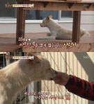 매일 문 밖에서 하염없이 바라보는 떠돌이견 사랑이의 사연은?…함께 살기 프로젝트 (TV 동물농장)