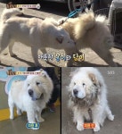 동물농장 차우차우 몽이, 사람만 보면 으르렁 이유는 두번의 파양? 아들 담이와는 애틋