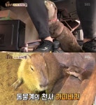 동물농장 경주 동물테마파크 수달 햇님이, 사육사 뒤만 졸졸.. 화분 쏟고 상어 수족관 수영까지