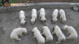 동물농장 통영 진돗개 봉이네 10남매, 홍시먹고 화분깨고 먹을 거에 그렇게 하지 말라 그랬잖아 잘때는 천사