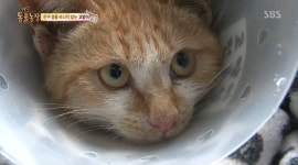 동물농장 하수구 속 고양이 노랑이, 죽은 친구 삼색이에 일어나라 부비부비.. 지켜야 한다는 의무감들었을 것