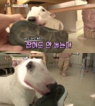 물건 집착견 명수, 물고 뜯기 단시간에 행동 교정한 방법은?…풍선 충격요법+칭찬 (동물농장)