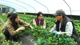 인간극장, 충남 논산 딸기밭 소씨 세 자매 숙시스터즈를 아십니까