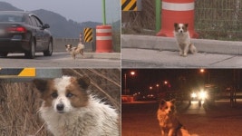 TV동물농장 고속도로 졸음쉼터 돌돌이, 성치 않은 몸에 갓길 달려 무슨 일?