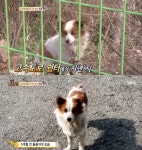 고속도로 졸음쉼터 유기견 봄이, 버리고 간 주인 기다리며 교통사고까지 나이는 세 살 전후(동물농장)