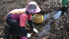 [오늘밤TV] 'VJ특공대' 영산도 다도해해상국립공원, 자연산 홍합, 안마도 지네주, 오천항 키조개, 보령 패주 관자, 제부도 펜션 조개구이 무한리필...