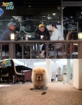 [오늘밤TV] 개밥 주는 남자 더피움 이경영·고수희·이근희·박철민·김원해, 차우차우 활짝이에게 무슨 일이? 최현석 늑대개 때문에 김형욱과... 