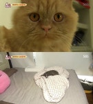 동물농장 위너 송민호 반려묘 죠니의 이중생활? 밥 뺏어먹고 구타까지