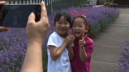 유랑마켓, 강화도 라벤더 호텔, 횡성 라벤더 모디퇴치제, 북한강 양평 리버마켓, ASMR 영상, 카공족 백삭소음, 여름 보양식 민어, 지리산 송라... 