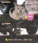 차 밑에 숨어살던 고양이 경비 모녀의 속사정… 다칠까봐 두 달 째 차 운행 못해 (동물농장)