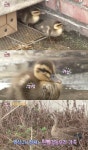 옥상 생활 오리 가족의 금호강 이소기…오리전용 워터파크+보양식 까지 너무 귀여워 (TV 동물농장)