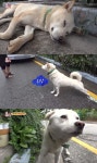 동물농장 모닝커피 즐기는 백구 등장…밥 안주면 입구에서 버티고 있어