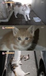 아파트 길고양이 4가족, 새끼 고양이 싸늘 시신 발견에 임시보호 결정… 좋은 가족 만났으면 (동물농장)