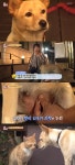 동물농장 새끼도 안 낳았는데 젖이 나오는 강아지 누리, 길고양이와 기묘한 관계