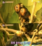 동물농장 황금머리사자타마린 찬이의 우여곡절 가족 합류기