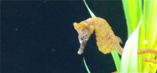 소안해마, 인공증식 성공…멸종위기에 처한 해양생물의 안식처 될 수 있도록 노력