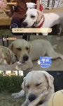 동물농장 날마다 남의 집에 무단 침입하는 래브라도 리트리버…천사견의 반전