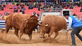 알베르토·유자유떡김치볶이·청도 와인터널·한재 참미나리 식육식당·소싸움경기장·군불로 타운 비슬리조트·청도읍성·한국 코미디 타운