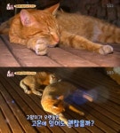 동물농장 찜찔방 터줏대감 길고양이 천수·만수의 특이 식성? 생선보다...