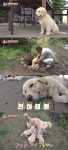 동물농장 견주 늦은 나이에 손주를 떼로 끌어안아…레트리버 7남매 독박 육아