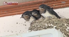 동물농장 슈퍼 에어컨 밑에 둥지를 튼 제비가족…원래는 처마에 둥지를 트는데...