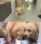 동물농장 김지환, 리트리버 가족 대공개…아빠 강아지가 새끼들에게 정 안 주는 이유는?