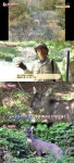 동물농장 서울 용마산에서 발견된 천연기념물·멸종위기 1급 동물 산양…상상도 못했다